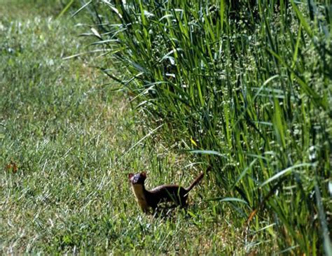 Long-tailed Weasel