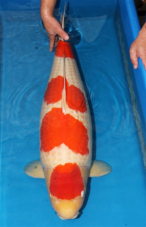 Koi Carp The Most Expensive Koi Fish Ever Sold Pethelpful