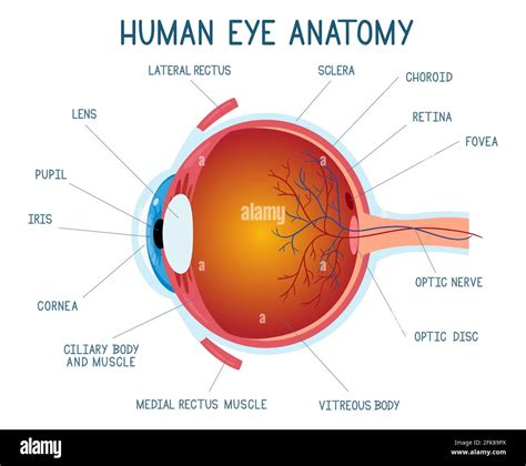 Esquema De Anatomía De Los Ojos De Dibujos Animados Ilustración Del