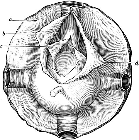 Capsule of Ténon | ClipArt ETC