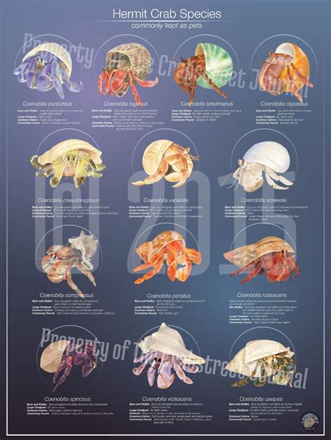Hermit Crab Species Poster The Crab Street Journal Hermit Crab