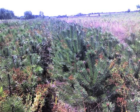 scotch pine trees bare root seedlings  sale