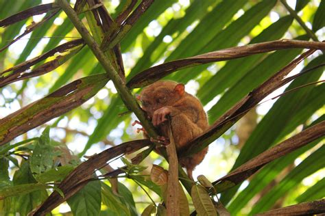 tarsier, Monkey, Primate, Eyes, Humor, Funny, Cute, 17 Wallpapers HD ...