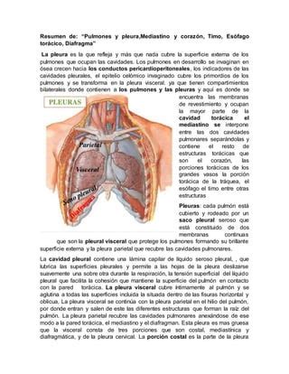 Pulmones Y Pleura Pdf