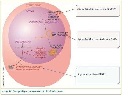 Une thérapie génique utilisant le système CRISPR Cas9 Site des