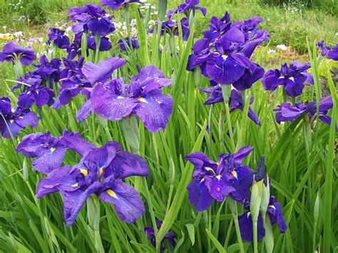 Japanese Iris Ram Gardens