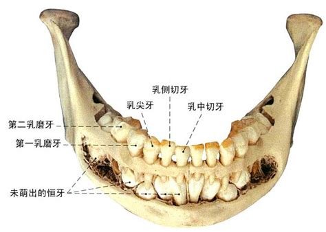 牙的构造解剖示意图 人体解剖图 医学图库