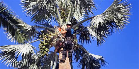 DIY Tree Trimming: A Step-By-Step Pruning Guide From Experts