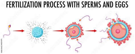 Diagram Showing Fertilization Process With Sperm And Eggs Stock Vector