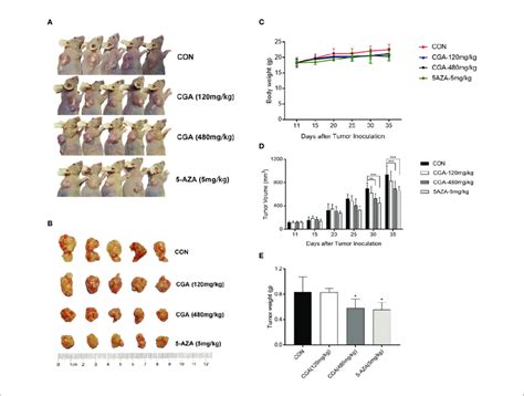 Cga Reduces Hepg2 Tumor Xenograft S Weight And Volume Hepg2 Cells Download Scientific