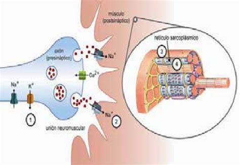 Mecanísmo De Acción Neurotóxico 1 Y 2 Y Miotóxico 3 Y 4 Del Veneno