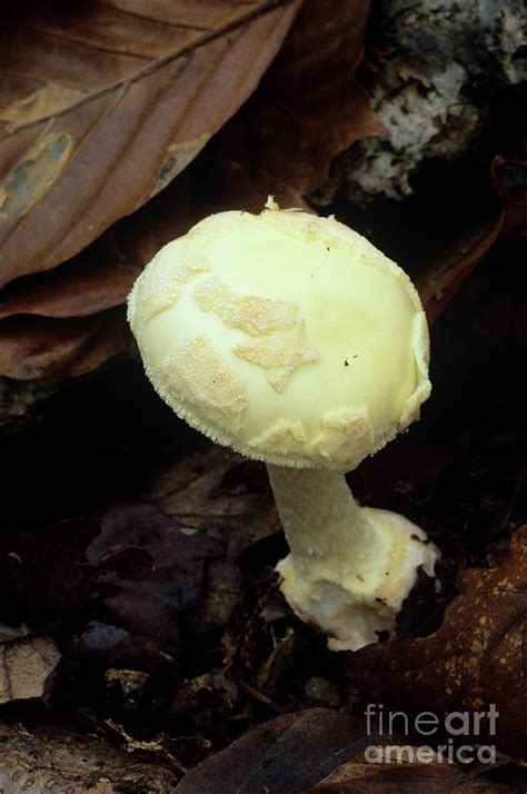 False Death Cap Mushroom Photograph By John Wrightscience Photo Library