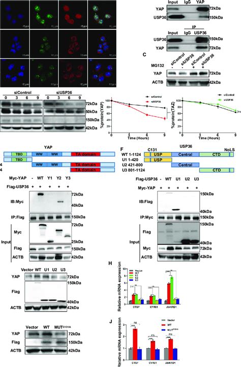 USP36 Expression Is Positively Correlated With YAP Expression And