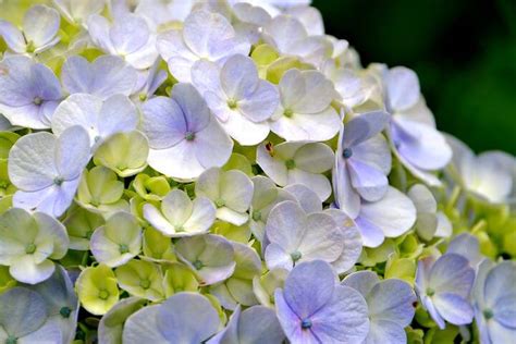 Hortensia S Snoeien Wanneer Waarom En Hoe Moowy