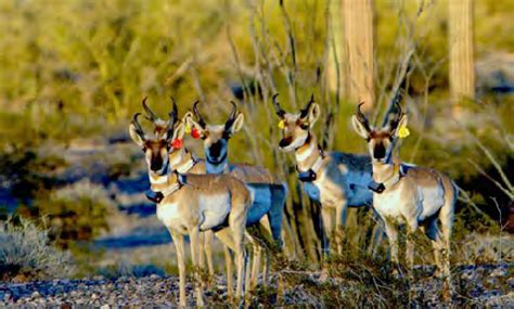 Endangered Sonoran pronghorn at Organ Pipe Cactus National Monument ...