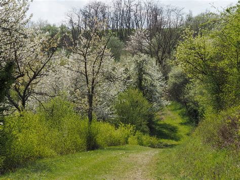 Fr Hling Am Niedermoscheler Berg C Ursula Goenner Naturgucker De