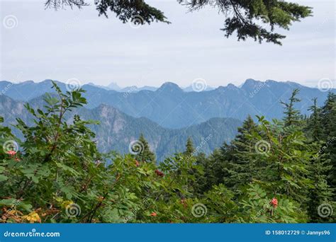 Closeup Of Bushes And Yellowing Trees With A Steel Arch Bridge In The