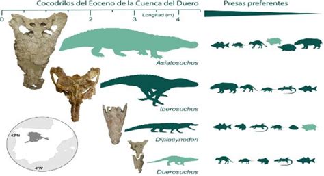 Actualizar 83 Imagen La Evolucion Del Cocodrilo Abzlocalmx