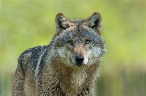 Neues Positionspapier Zum Wolfsmanagement Im Bayerischen Alpenraum