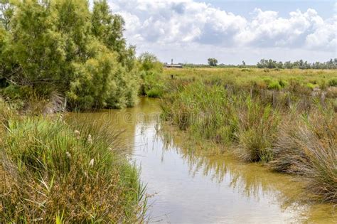 Parc Naturel R Gional Du Camargue Image Stock Image Du Marais Brin