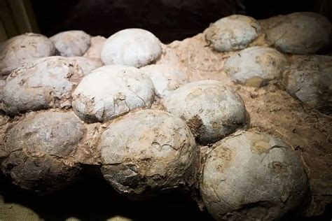 The World of Fossilized Dinosaur Eggs | Dinosaur Universe