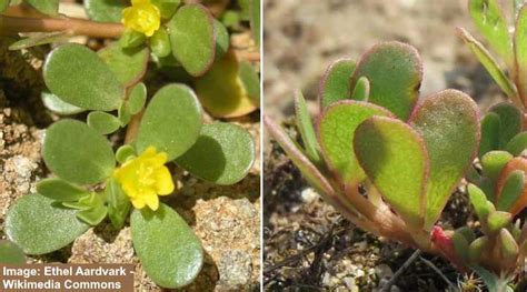 Yellow Flowering Lawn Weeds Identification And Control With Pictures