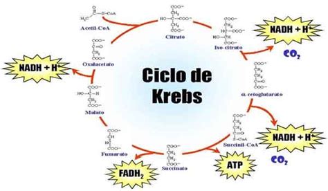 Ciclo Do ácido Cítrico O Que é Fases Resumo Planeta Biológico