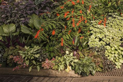 Tropical Shade Garden Plants Tips On Creating A Tropical Shade Garden