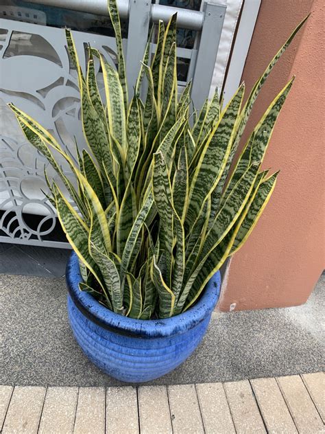 Lengua De Suegra Sansevieria Trifasciata Var Laurentii Picturethis