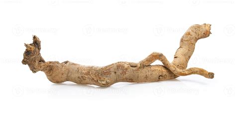 eurycoma longifolia on white background 4289950 Stock Photo at Vecteezy