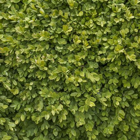 Buy Buxus Semp Suffruticosa From Fernview Nurseries