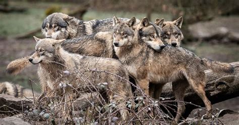 Une Meute De Loups Aper Ue Pr S De Marseille Apr S L Attaque D Un