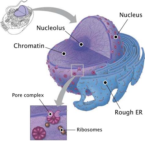 Nucleus Quotes. QuotesGram