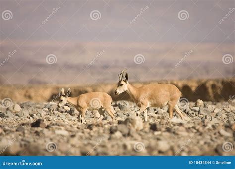 Nubian Ibex with baby stock photo. Image of gedi, dwelling - 10434344