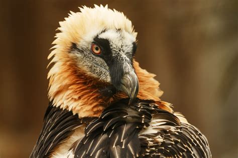 Searching For Bearded Vultures In Picos De Europa