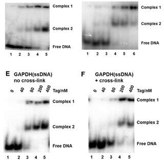 Sv Tag And Rpa Interactions With Ssdna A Increasing Concentrations