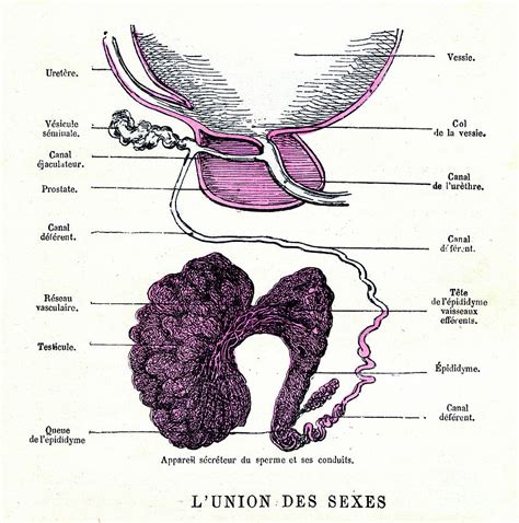 Testicular Anatomy Diagram