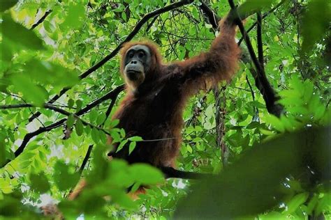 Day Orangutan Jungle Trek From Hotel Orangutan Bukit Lawang