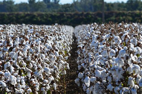 What you really need to know about cotton production - Britt's List