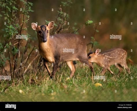 Fawn And Doe Muntjac Deer Hi Res Stock Photography And Images Alamy