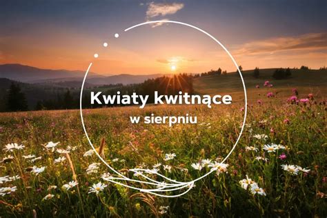 Kwiaty Kwitnące W Sierpniu Gardeneo