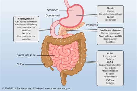 Gut Hormones — Science Learning Hub