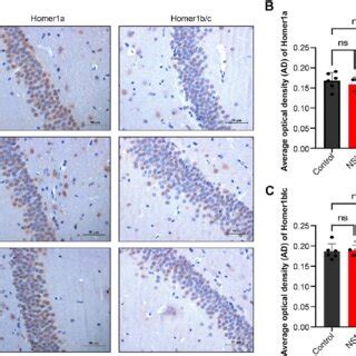 Immunohistochemical Assay Of Homer Proteins In The Hippocampal Ca