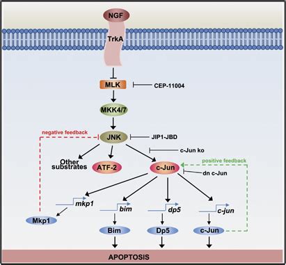 Proapoptotic Signalling Pathways Activated In Ngf Deprived Sympathetic