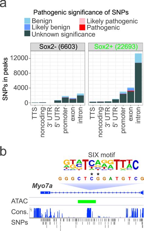 Open Chromatin Dynamics In Prosensory Cells Of The Embryonic Mouse