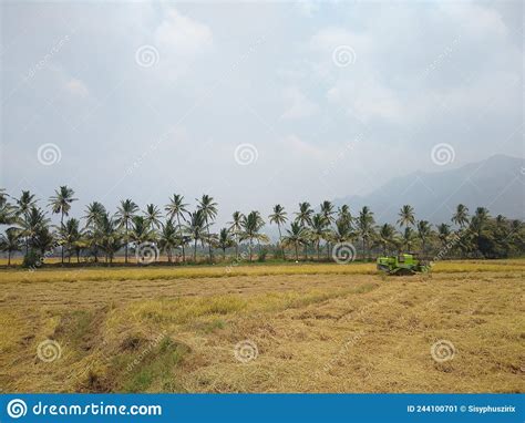 Rice Farming Paddy Fields In Kanyakumari District Tamil Nadu Stock