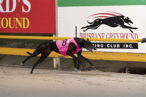 GCA Greyhound Of The Month July Greyhound Clubs Australia