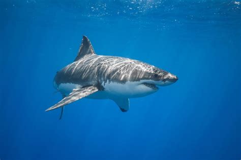 Here Are The Top 10 Largest Sharks In The World In 2020