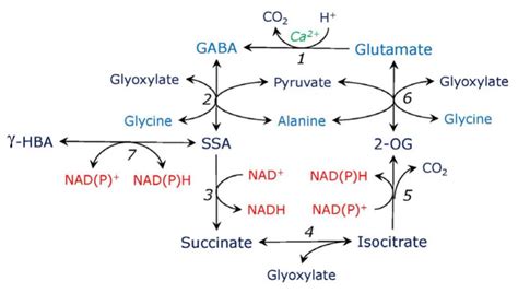 Frontiers The Glycerate And Phosphorylated Pathways Of Serine