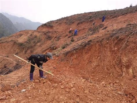 安福县陈山林场全面推进春季造林工作 关注森林